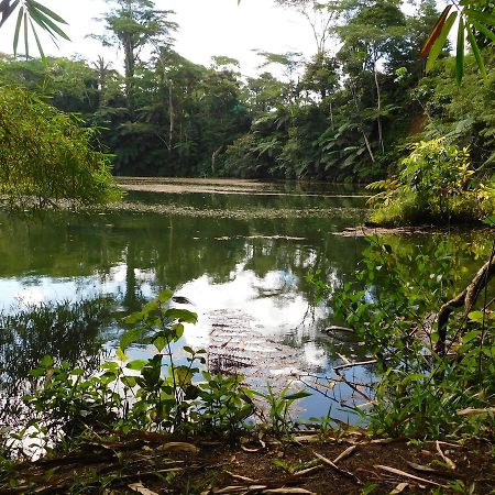 Rainforest Eco Lodge Сува Екстер'єр фото