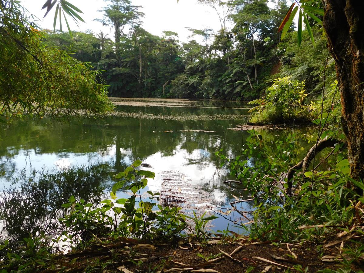 Rainforest Eco Lodge Сува Екстер'єр фото