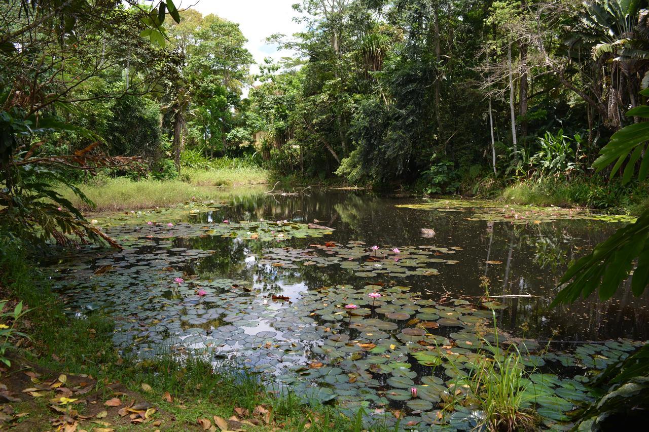 Rainforest Eco Lodge Сува Екстер'єр фото