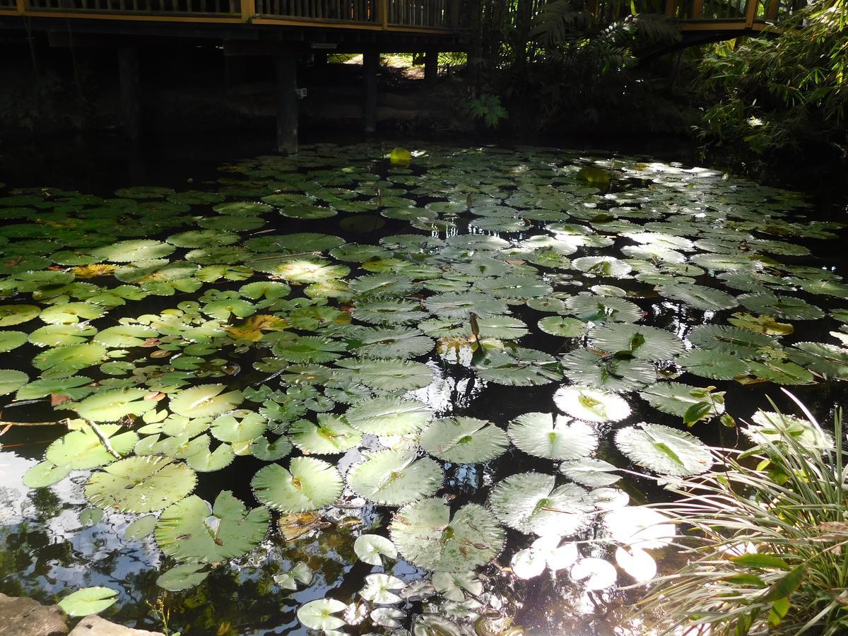 Rainforest Eco Lodge Сува Екстер'єр фото