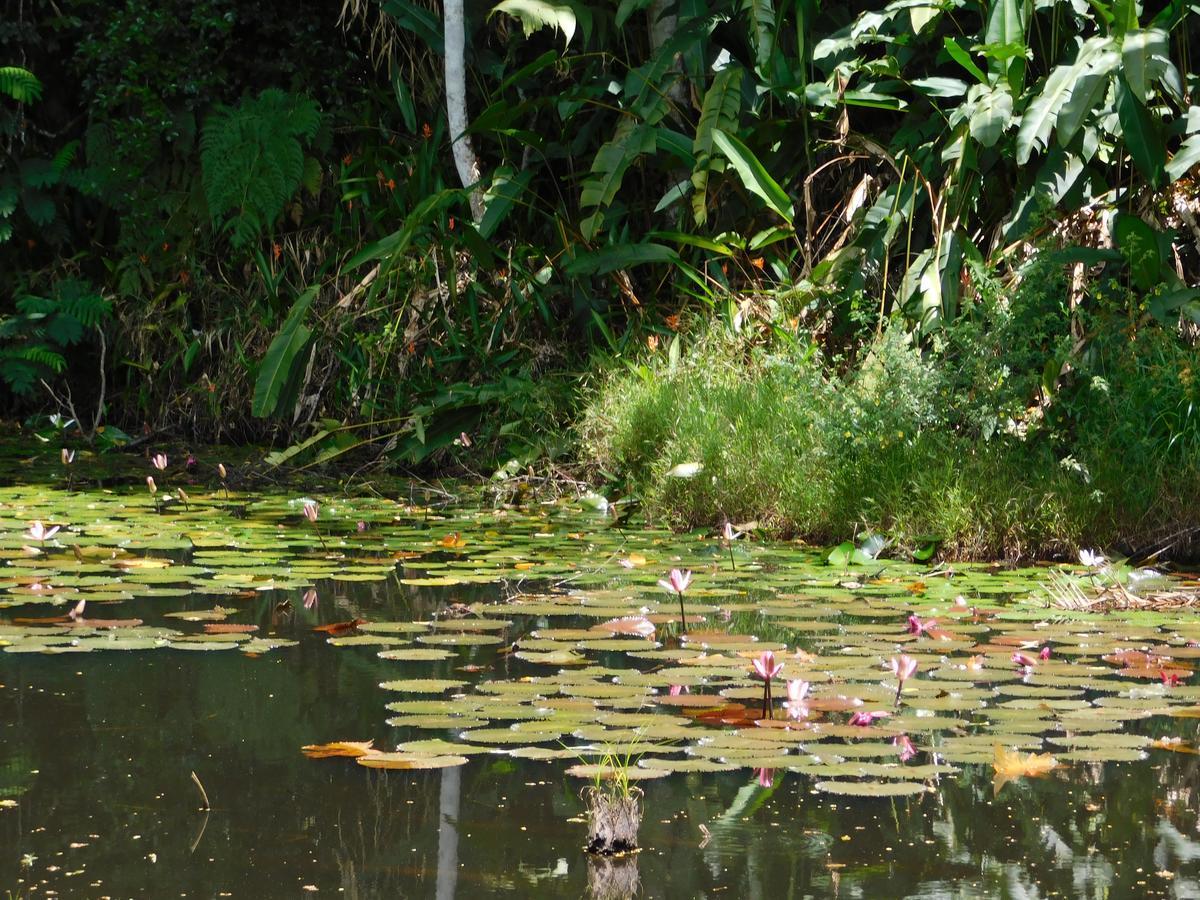 Rainforest Eco Lodge Сува Екстер'єр фото