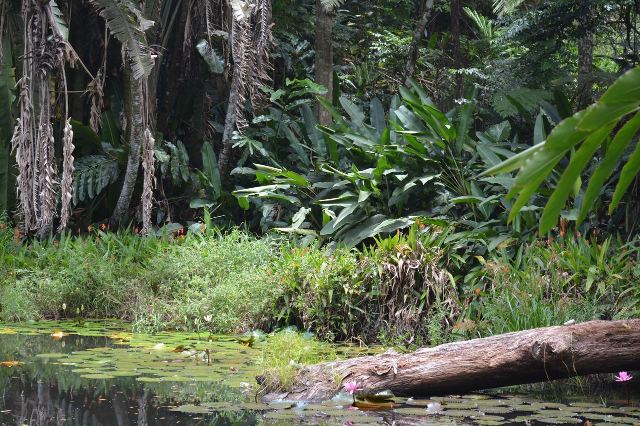 Rainforest Eco Lodge Сува Екстер'єр фото