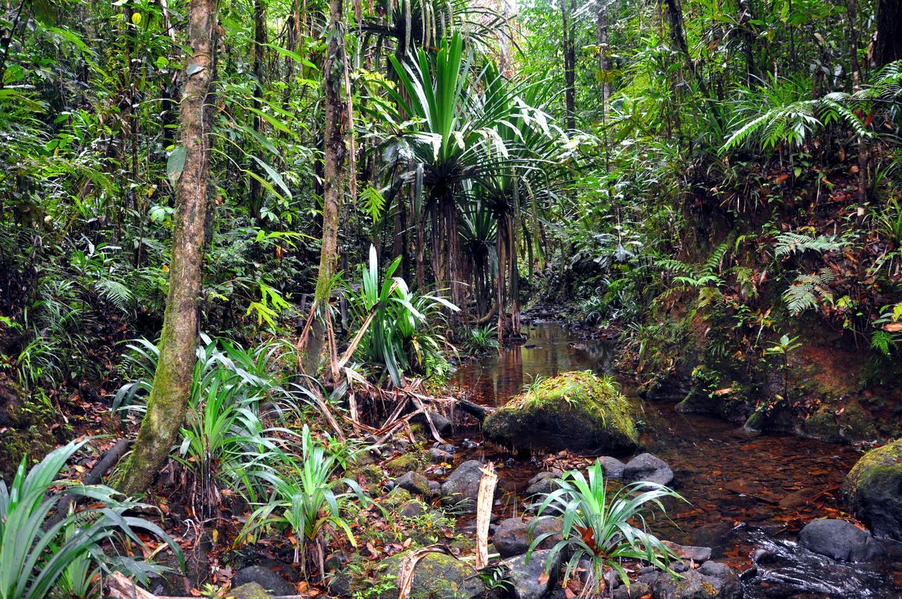 Rainforest Eco Lodge Сува Екстер'єр фото